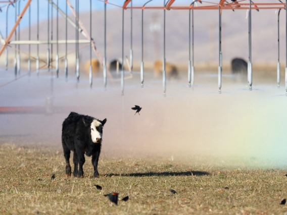 A cow walking through a field being watered by sprinklers