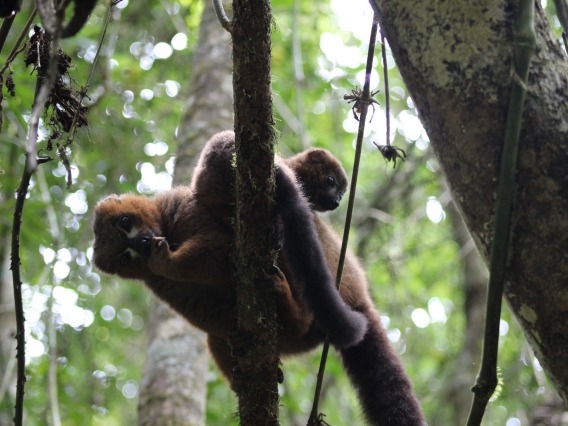 two red-bellied lemurs in a tree