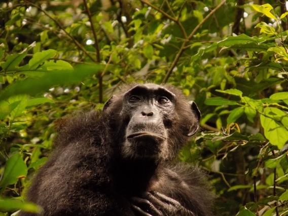 A chimpanzee in a jungle looking upward