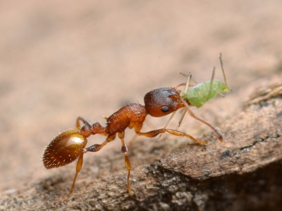 An ant belonging to the genus Temnothorax